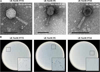 Biological and genomic characterization of three psychrophilic Y. enterocolitica phages